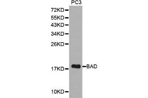 Western blot analysis of extracts of PC3 cell lines, using BAD antibody.