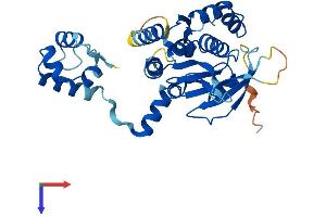 RAD51D Protein (AA 1-329) (His tag)
