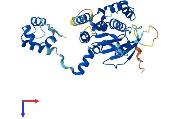 RAD51D Protein (AA 1-329) (His tag)