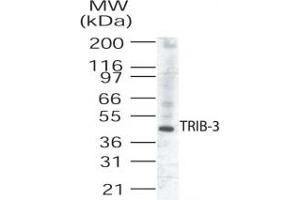 Western Blotting (WB) image for anti-Tribbles Homolog 3 (Drosophila) (TRIB3) (AA 315-332) antibody (ABIN208896) (TRIB3 Antikörper  (AA 315-332))