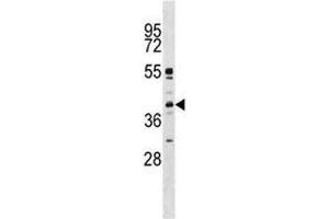 MAPK11 antibody western blot analysis in K562 lysate (MAPK11 Antikörper  (AA 133-161))