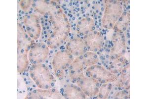 IHC-P analysis of Mouse Tissue, with DAB staining. (GAA Antikörper  (AA 70-245))