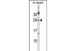 Western blot analysis in mouse heart tissue lysates (35ug/lane). (Musculin Antikörper  (C-Term))