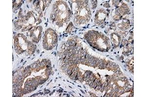 Immunohistochemical staining of paraffin-embedded Kidney tissue using anti-APP mouse monoclonal antibody. (APP Antikörper)