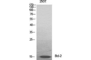 Western Blot (WB) analysis of specific cells using Bcl-2 Polyclonal Antibody. (Bcl-2 Antikörper  (Ser167))