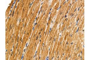 Phospho-BID (Ser78) Antibody at 1/100 staining Rat heart tissue by IHC-P. (BID Antikörper  (pSer78))