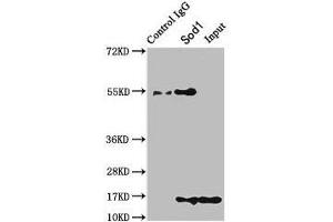 Immunoprecipitating Sod1 in HEK293 whole cell lysate Lane 1: Rabbit control IgG instead of ABIN7177879 in HEK293 whole cell lysate. (SOD1 Antikörper  (AA 2-154))