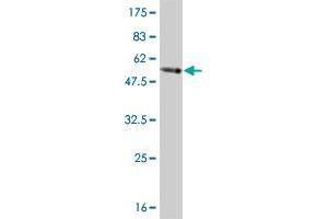 Western Blot detection against Immunogen (54. (TAZ Antikörper  (AA 1-262))
