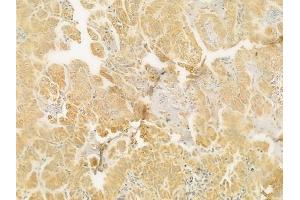 anti-G Protein gamma 12 (GNG12) antibody