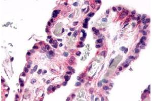 Immunohistochemical staining of human placenta, villi with GPR78 polyclonal antibody . (GPR78 Antikörper  (C-Term))