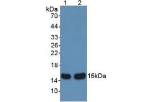 Figure. (aHSP Antikörper  (AA 2-102))