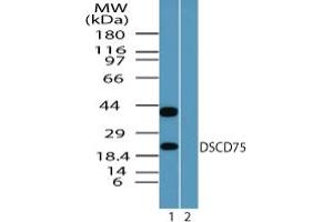 Image no. 2 for anti-Mesenchymal Stem Cell Protein DSCD75 (THEM6) (AA 200-250) antibody (ABIN960105) (THEM6 Antikörper  (AA 200-250))