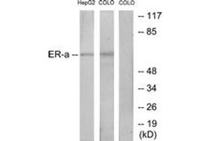 Western blot analysis of extracts from HepG2/COLO cells, treated with EGF, using Estrogen Receptor-alpha (Ab-167) Antibody. (Estrogen Receptor alpha Antikörper  (AA 136-185))