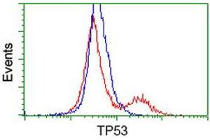 HEK293T cells transfected with either RC200003 overexpress plasmid (Red) or empty vector control plasmid (Blue) were immunostained by anti-TP53 antibody (ABIN2454485), and then analyzed by flow cytometry. (p53 Antikörper)