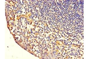 Immunohistochemistry of paraffin-embedded human tonsil tissue using ABIN7171334 at dilution of 1:100 (CD7 Antikörper  (AA 26-180))