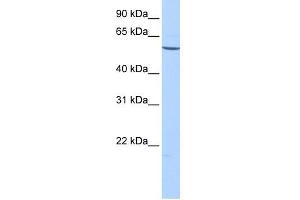 EMID2 antibody used at 1 ug/ml to detect target protein. (Collagen, Type XXVI, alpha 1 (COL26A1) (C-Term) Antikörper)