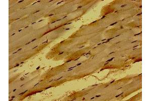 Immunohistochemistry of paraffin-embedded human skeletal muscle tissue using ABIN7162040 at dilution of 1:100