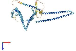 CCDC93 Protein (AA 1-629) (His tag)