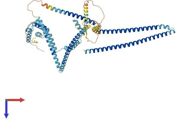 CCDC93 Protein (AA 1-629) (His tag)