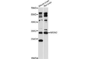 Western blot analysis of extracts of various cell lines, using NRSN2 antibody (ABIN6292539) at 1:3000 dilution. (NRSN2 Antikörper)