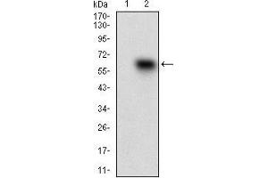 Western blot analysis using CD68 mAb against HEK293 (1) and CD68 (AA: 42-155)-hIgGFc transfected HEK293 (2) cell lysate.