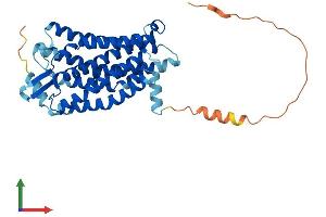 Protein Structure (PS) image for Purinergic Receptor P2Y, G-Protein Coupled, 8 (P2RY8) (AA 1-359) protein (His tag) (ABIN7550335)