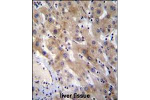 FGL1 Antibody immunohistochemistry analysis in formalin fixed and paraffin embedded human liver tissue followed by peroxidase conjugation of the secondary antibody and DAB staining. (FGL1 Antikörper  (C-Term))