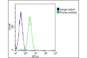 Overlay histogram showing Hela cells stained with (green line). (RPS2 Antikörper  (AA 248-379))