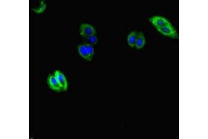 Immunofluorescent analysis of HepG2 cells using ABIN7157934 at dilution of 1:100 and Alexa Fluor 488-congugated AffiniPure Goat Anti-Rabbit IgG(H+L) (AVL9 Antikörper  (AA 162-432))