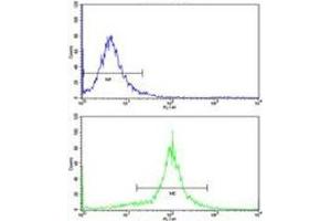 Flow cytometric analysis of WiDr cells using ACADM antibody (bottom histogram) compared to a negative control (top histogram). (Medium-Chain Specific Acyl-CoA Dehydrogenase, Mitochondrial (MCAD) (AA 189-217) Antikörper)