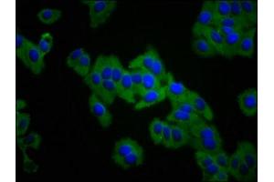 Immunofluorescence staining of HepG2 cells with ABIN7156434 at 1:133, counter-stained with DAPI. (ITGA3 Antikörper  (AA 168-276))