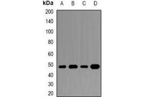 Western blot analysis of DAX1 expression in Jurkat (A), MCF7 (B), HepG2 (C), mouse spleen (D) whole cell lysates.