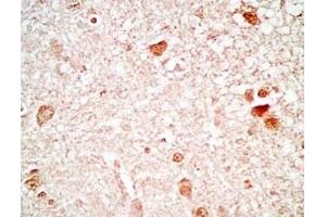 Immunohistochemistry (IHC) image for anti-Neuroendocrine Regulatory Peptide 1 (NERP-1) (AA 281-306), (Preproprotein) antibody (ABIN2871937)