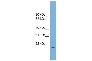 GPX2 antibody used at 0.