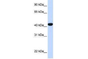WB Suggested Anti-FAH Antibody Titration:  0. (FAH Antikörper  (N-Term))