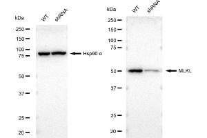 Western blotting analysis using MLKL antibody (ABIN7799479). (Rekombinanter MLKL Antikörper)