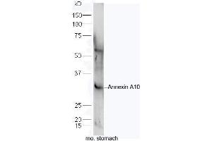 Mouse stomach lysates probed with Rabbit Anti-Annexin A10 Polyclonal Antibody, Unconjugated (ABIN710081) at 1:300 overnight at 4˚C. (Annexin a10 Antikörper  (AA 251-324))