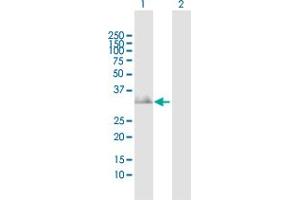 Western Blot analysis of MYD88 expression in transfected 293T cell line by MYD88 MaxPab polyclonal antibody.