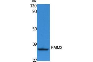 Western Blotting (WB) image for anti-Fas Apoptotic Inhibitory Molecule 2 (FAIM2) (N-Term) antibody (ABIN3178099) (FAIM2 Antikörper  (N-Term))