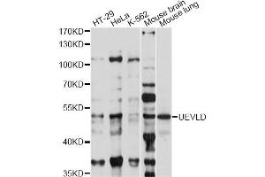 Western blot analysis of extracts of various cell lines, using UEVLD antibody (ABIN6294015) at 1:1000 dilution. (UEVLD Antikörper)