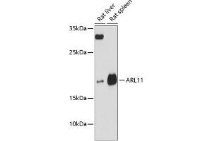 Western blot analysis of extracts of various cell lines, using  antibody (ABIN6131174, ABIN6137107, ABIN6137108 and ABIN6217159) at 1:3000 dilution. (ARL11 Antikörper  (AA 1-196))