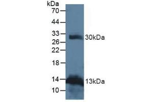 Figure. (RANKL Antikörper  (AA 79-247))
