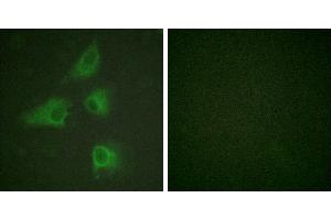 Peptide - +Immunofluorescence analysis of HeLa cells, using DRP-2 (Ab-514) antibody. (DRP2 Antikörper  (Thr514))