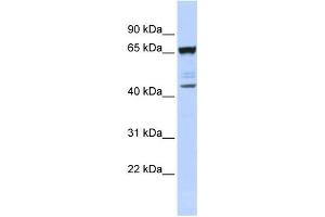 Western Blotting (WB) image for anti-Sex Comb On Midleg-Like 4 (SCML4) antibody (ABIN2458097) (SCML4 Antikörper)