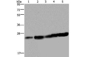 Western Blot analysis of Hela and Jurkat cell, Mouse liver tissue, K562 and A375 cell using MOB1A Polyclonal Antibody at dilution of 1:200 (MOB1A Antikörper)