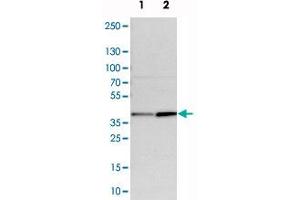 Western blot analysis of cell lysates with CALHM2 polyclonal antibody . (CALHM2 Antikörper)