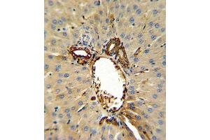 Immunohistochemistry (Paraffin-embedded Sections) (IHC (p)) image for anti-Annexin A5 (ANXA5) (AA 262-291), (C-Term) antibody (ABIN390502)
