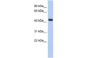 WB Suggested Anti-EXOC4 Antibody Titration: 0. (Sec8 Antikörper  (N-Term))
