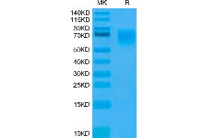 SDS-PAGE (SDS) image for Poliovirus Receptor (PVR) (AA 21-343) protein (His-Avi Tag) (ABIN7274080)