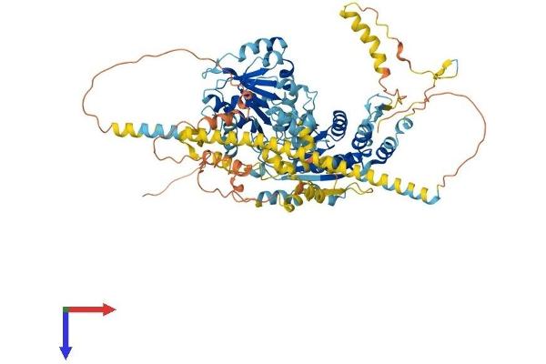 HELLS Protein (AA 1-838) (His tag)